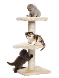 Highland fold or straight kittens playing on a cat tree, isolated on white